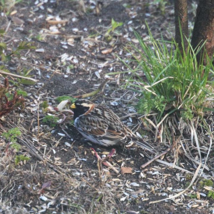 Lappspurv på mating Lappspurv på mating