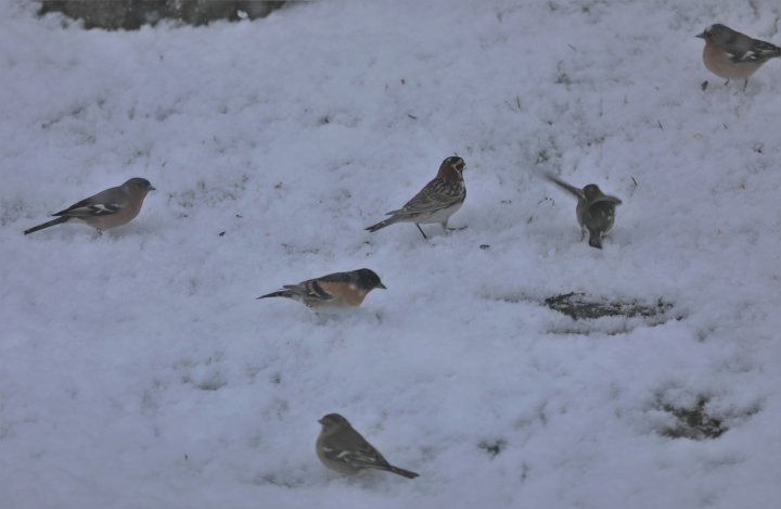 Lappspurv i snøen Lappspurv i snøen