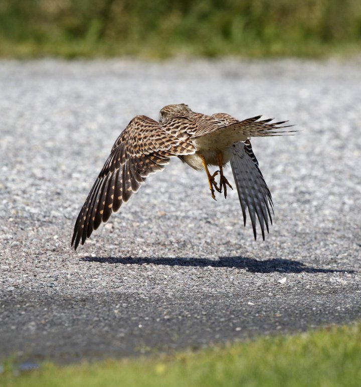 1 poeng Fotonøtta Vår Fuglefauna 1-2020