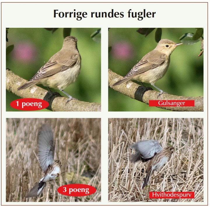 Fotonøtta Vår Fuglefauna 1-2020 fasitbilder