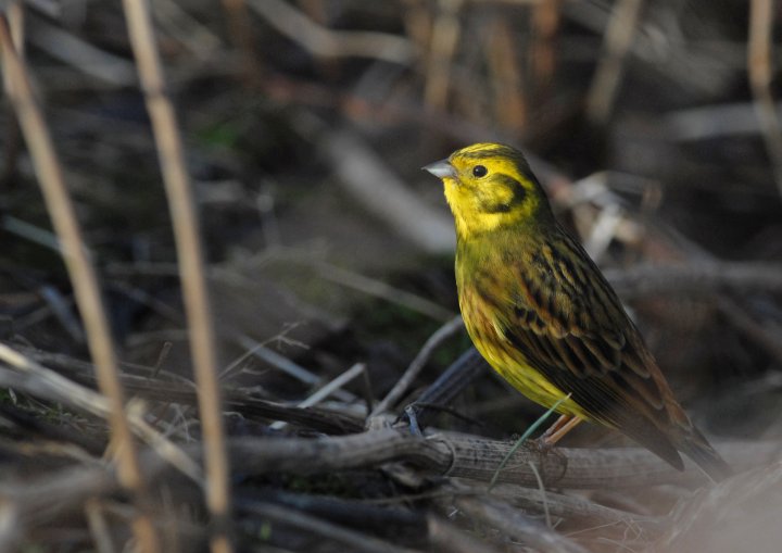 Gulspurv (foto: Oddvar Heggøy)