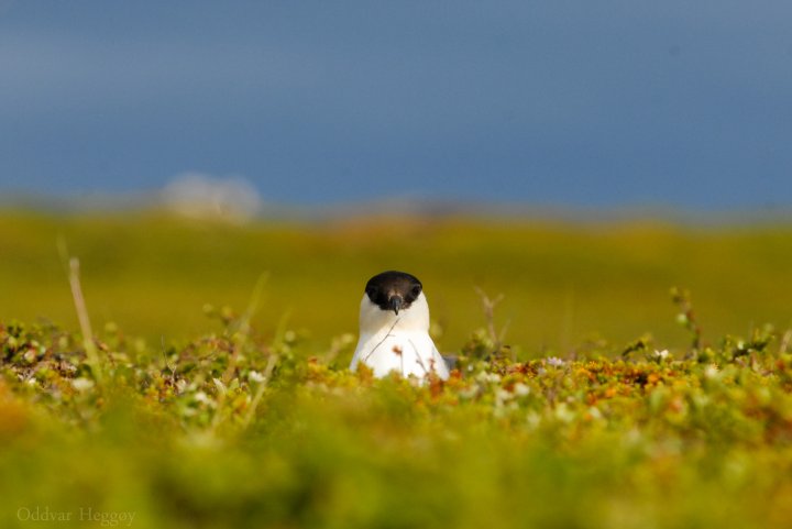 Fjelljo (foto: Oddvar Heggøy)