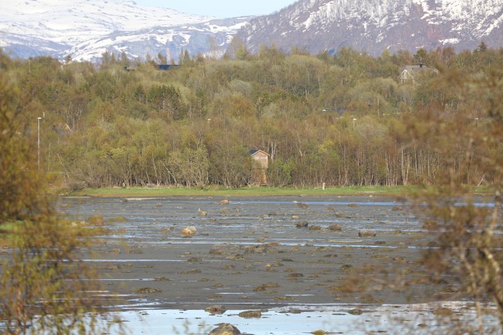 Fauske fugletårn