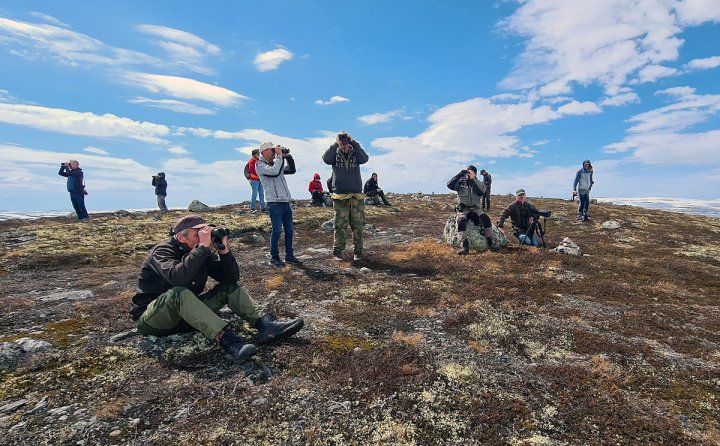 Alpine birders