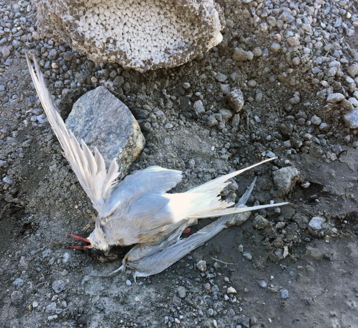 Død rødnebbterne
