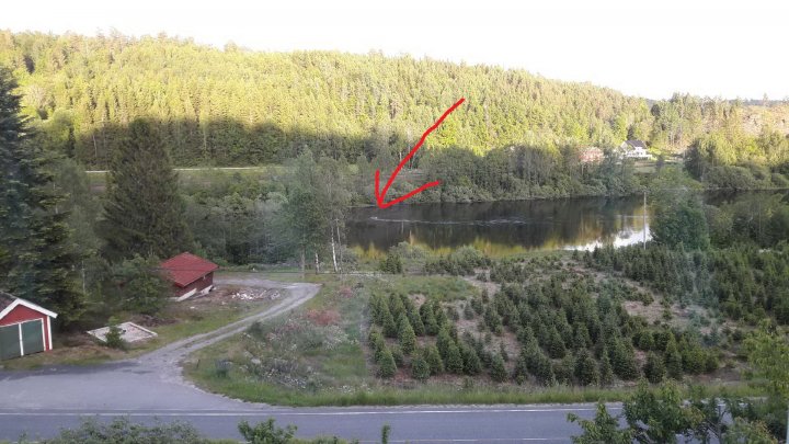 fiskemåke fiskemåke