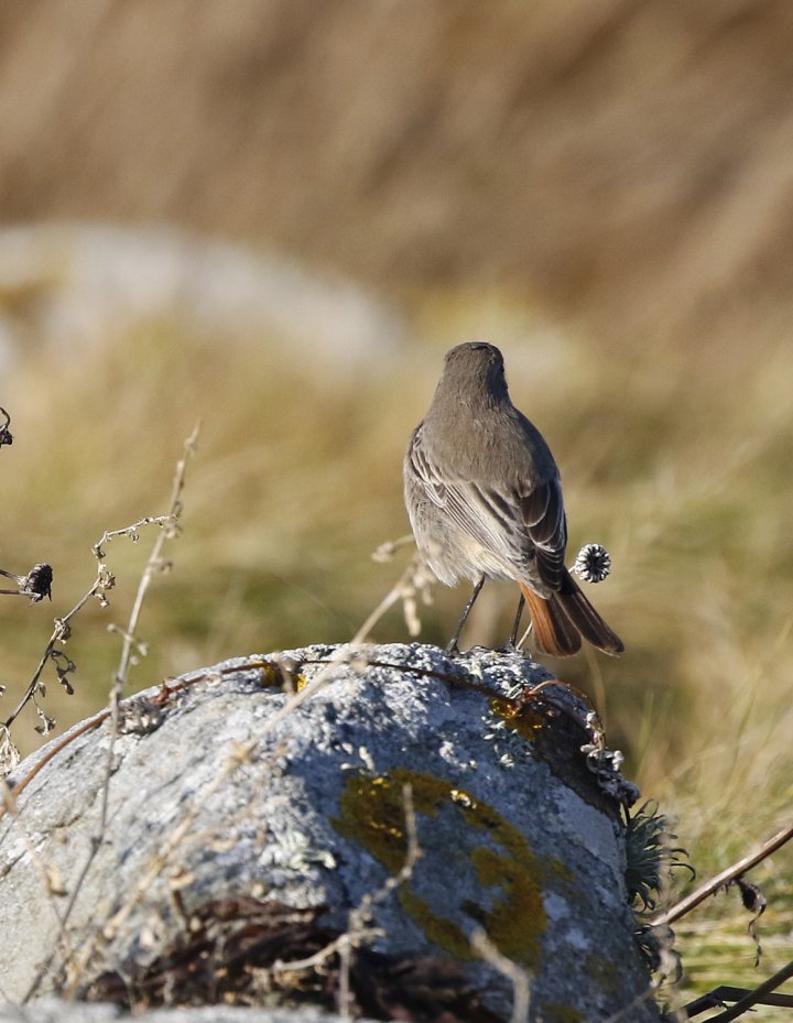 1 poeng Fotonøtta Vår Fuglefauna 2-2020