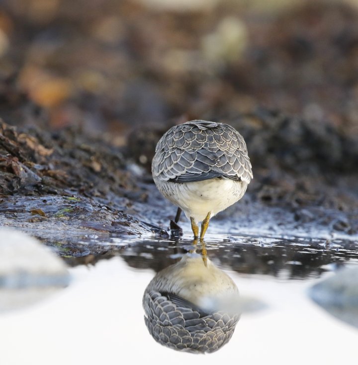 3 poeng Fotonøtta Vår Fuglefauna 2-2020