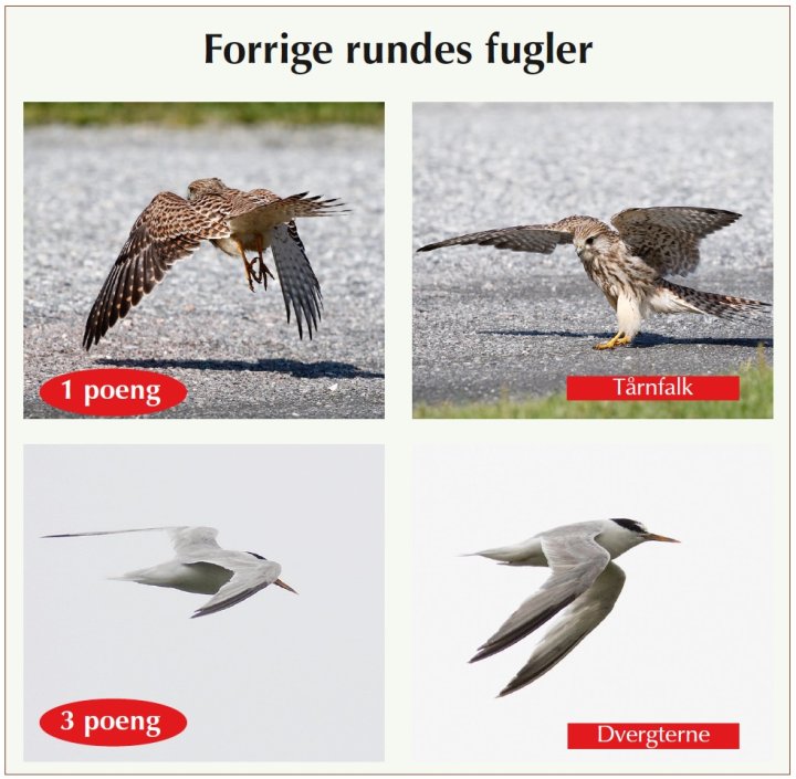 Fotonøtta Vår Fuglefauna 2-2020 fasitbilder