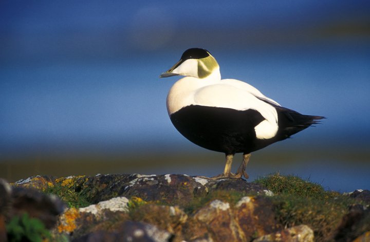 Ærfugl Ærfugl