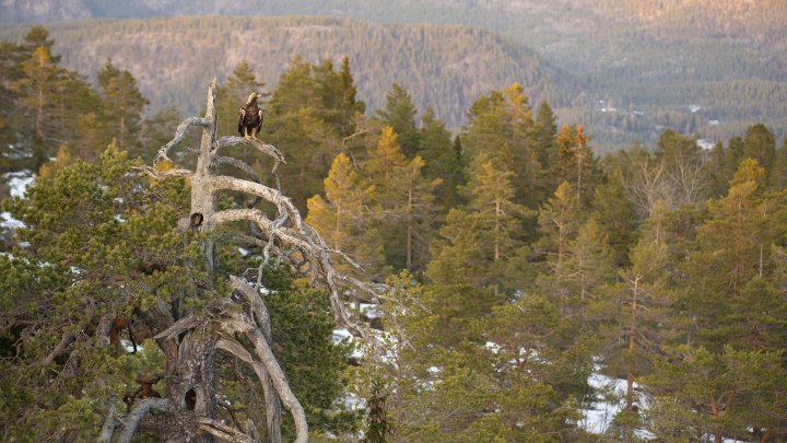 Kongeørn i skogslandskap (foto: Børre Østensen) Kongeørn i skogslandskap (foto: Børre Østensen)