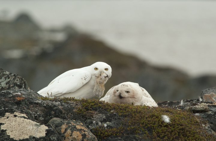 Snøugle (foto: Ingar Jostein Øien)