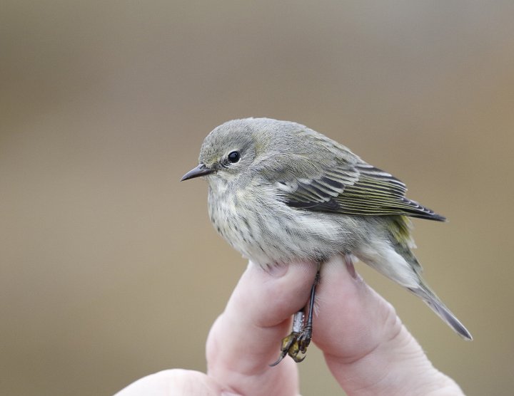 Brunkinnparula Brunkinnparula