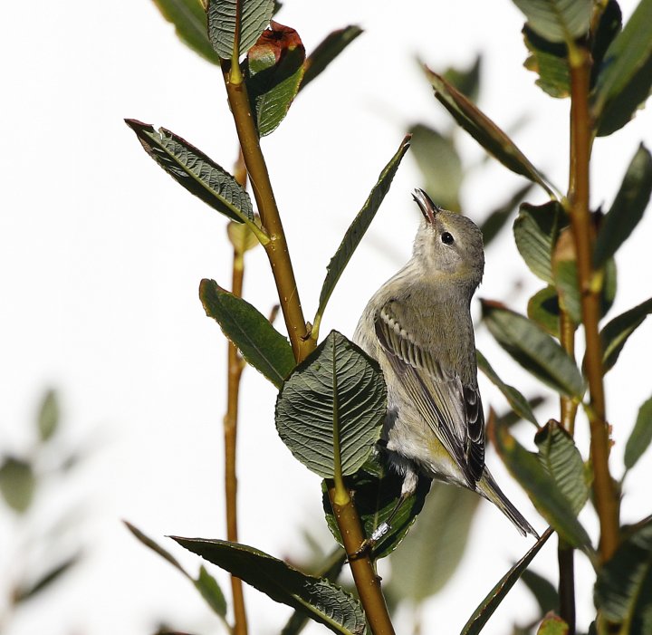Brunkinnparula Brunkinnparula