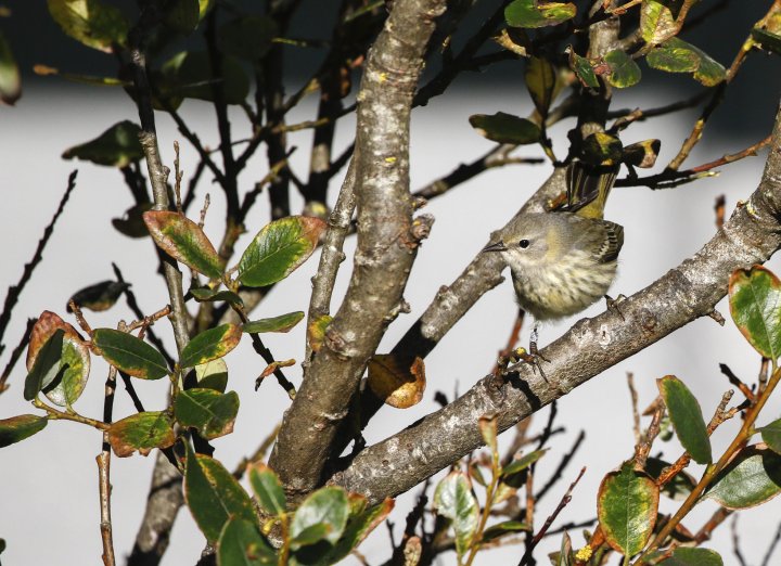 Brunkinnparula Brunkinnparula