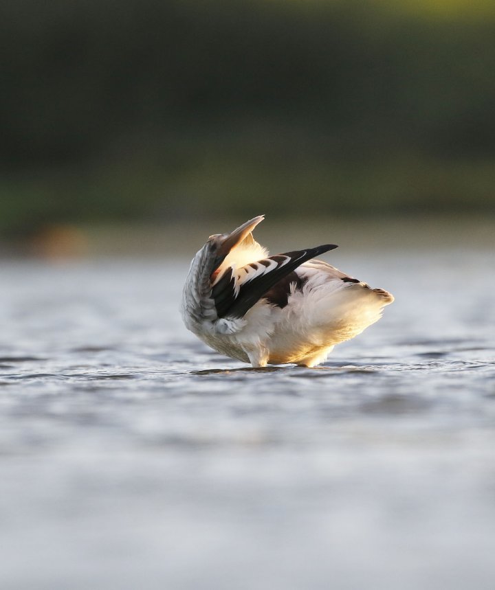 1 poeng Fotonøtta Vår Fuglefauna 3-2020