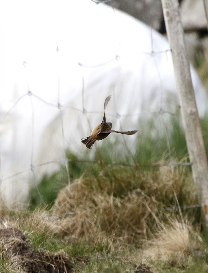 3 poeng Fotonøtta Vår Fuglefauna 3-2020