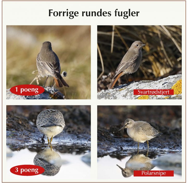 Fotonøtta Vår Fuglefauna 3-2020 fasitbilder