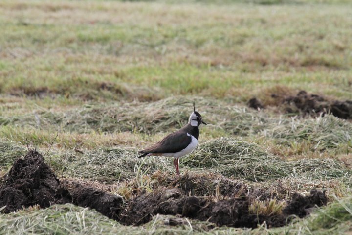 Vipe Herdla naturreservat