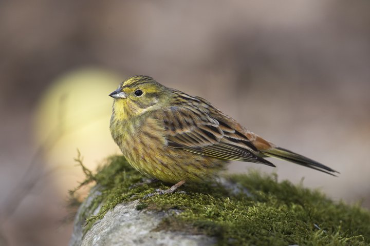 Gulspurv (foto: Jan Erik Røer)