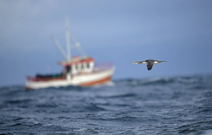 Smålom og fiskebåt