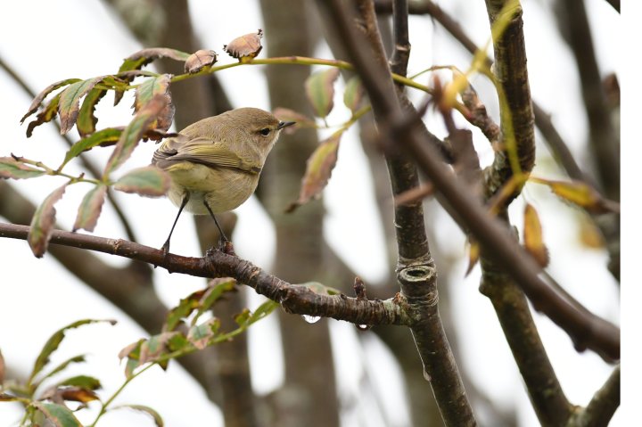 Gransonger u.a. tristis (foto: Oddvar Heggøy)