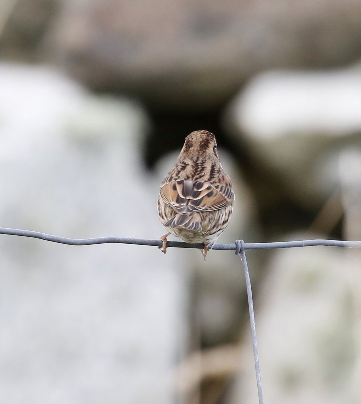 1 poeng Fotonøtta Vår Fuglefauna 4-2020 1 poeng Fotonøtta Vår Fuglefauna 4-2020