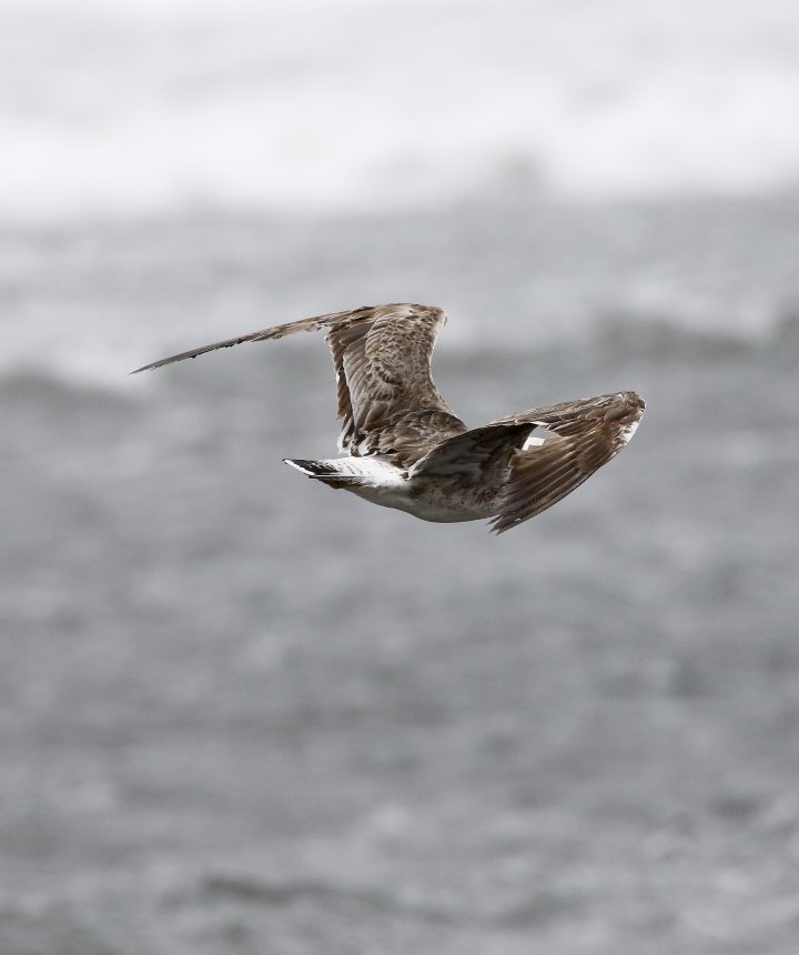 3 poeng Fotonøtta Vår Fuglefauna 4-2020