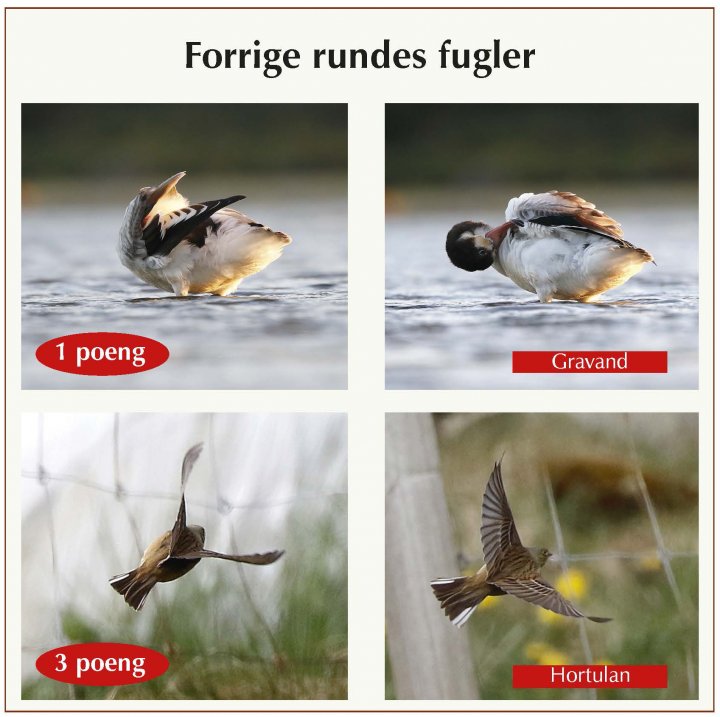Fotonøtta Vår Fuglefauna 4-2020 fasitbilder