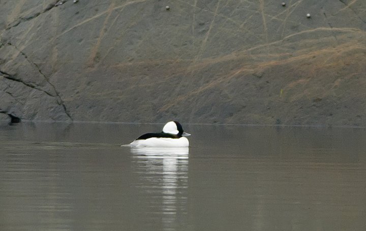 Bøffeland