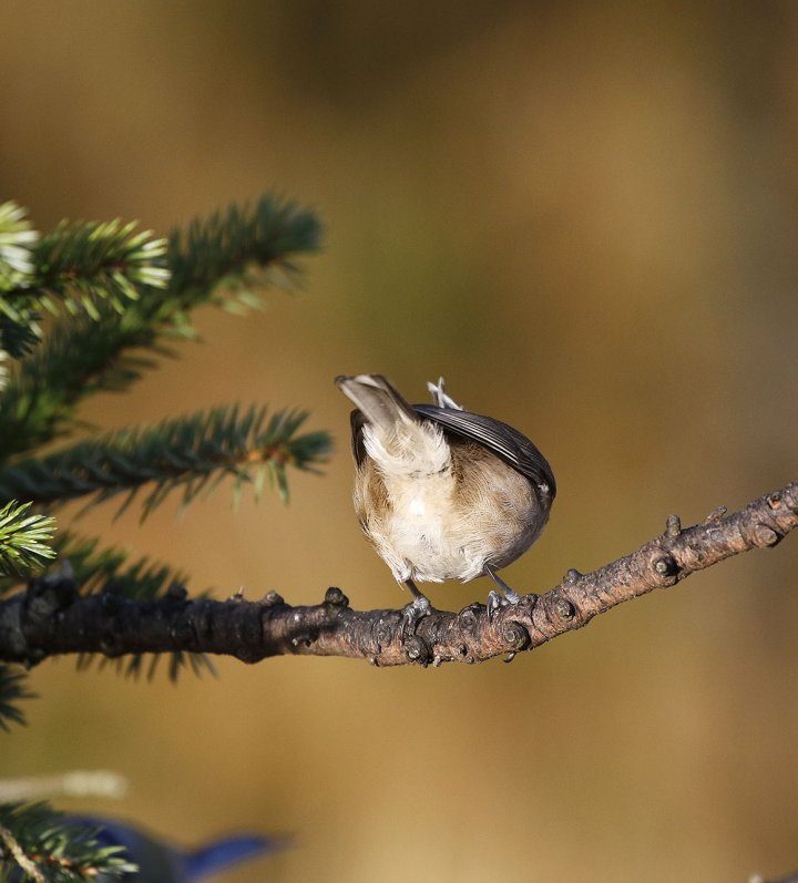 1 poeng Vår Fuglefauna 1-2021