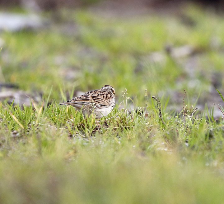 3vpoeng Vår Fuglefauna 1-2021