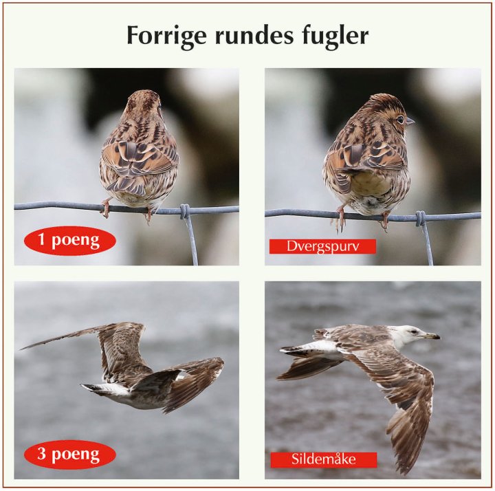 Fasitbilder Vår Fuglefauna 1-2021