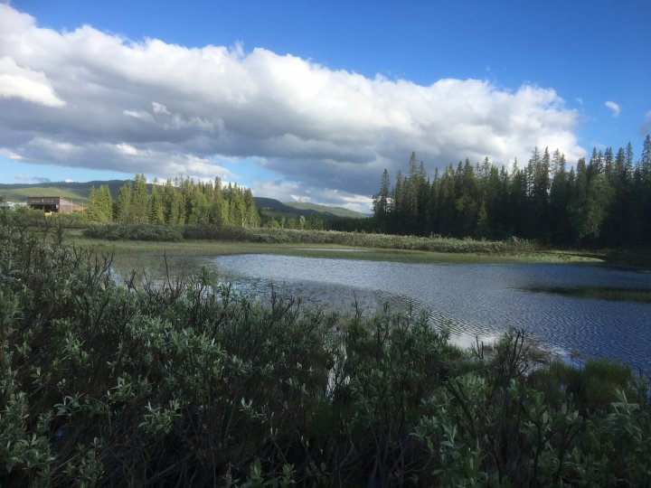 Våtmark i Hattfjelldal