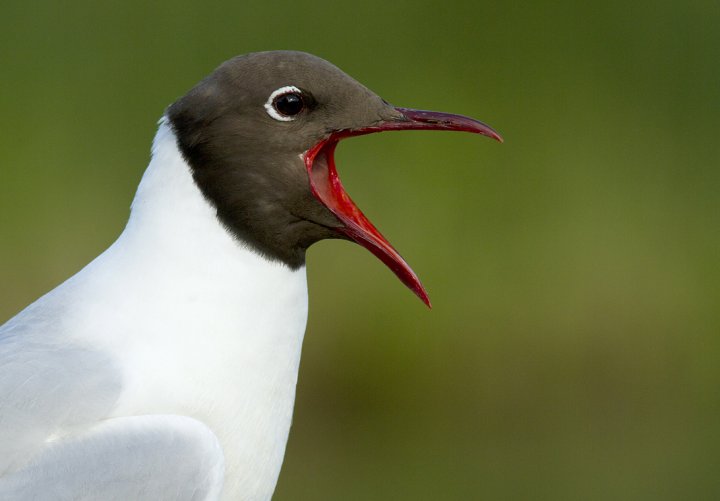 Hettemåke Hettemåke