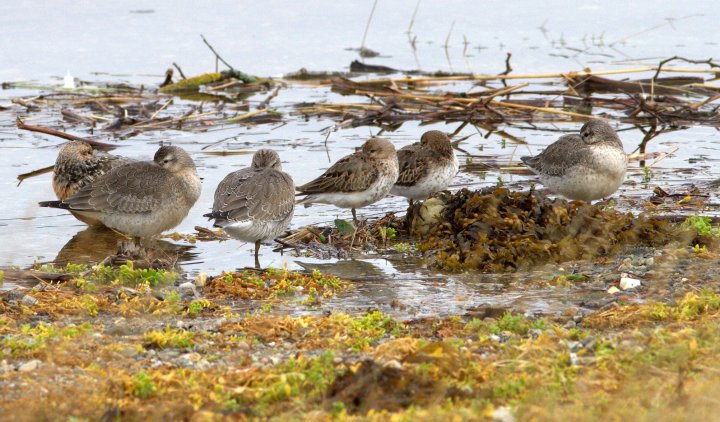 Calidris