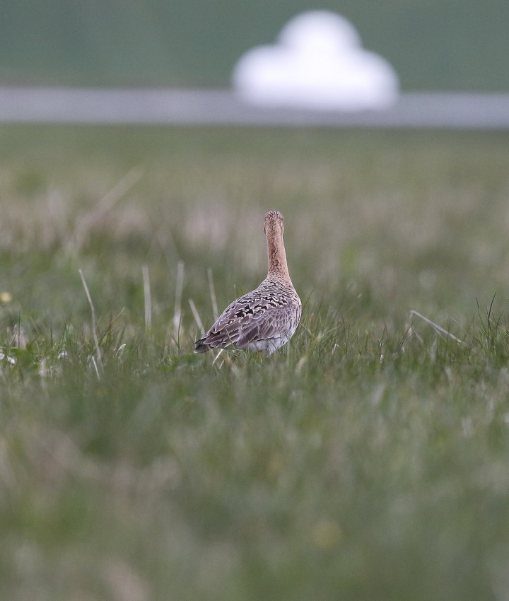 1 poeng Vår Fuglefauna 2-2021