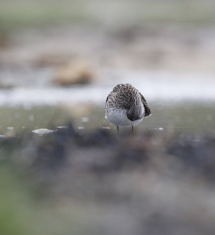 3 poeng Vår Fuglefauna 2-2021