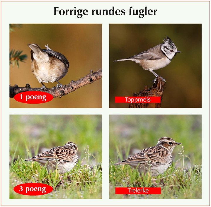 Fasitbilder Fotonøtta Vår Fuglefauna 1-2021