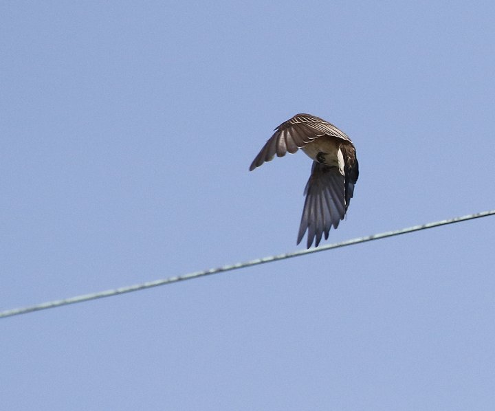 3 poeng Vår Fuglefauna 3-2021