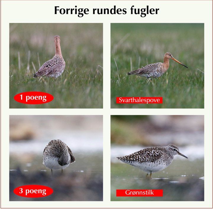 Fasitbilder Fotonøtta Vår Fuglefauna 2-2021