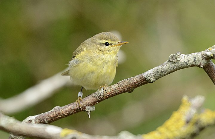 Løvsanger Løvsanger