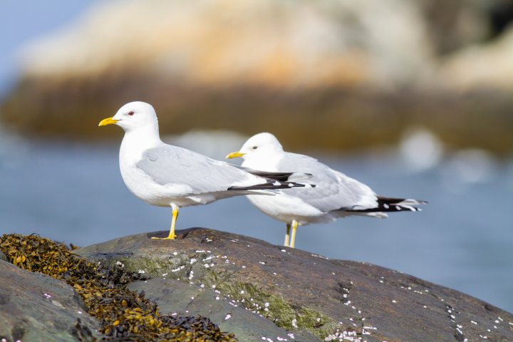 Fiskemåke Fiskemåke