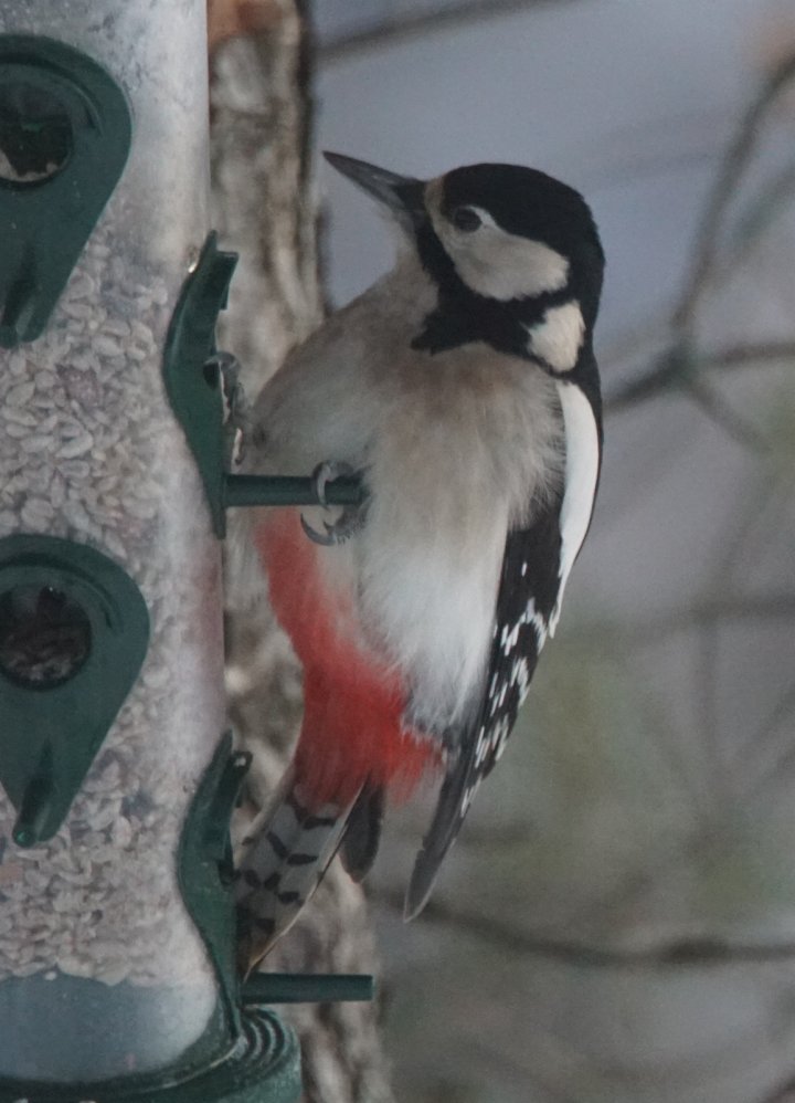 Flaggspett på mating