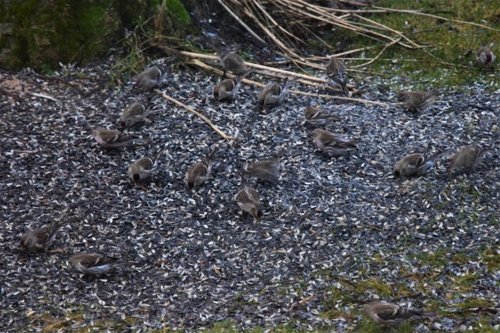 gråsisik på mating gråsisik på mating