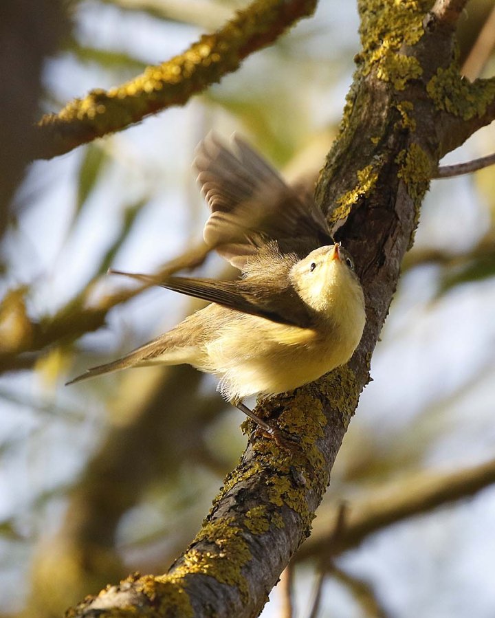 1-poeng Vår Fuglefauna 4-2021