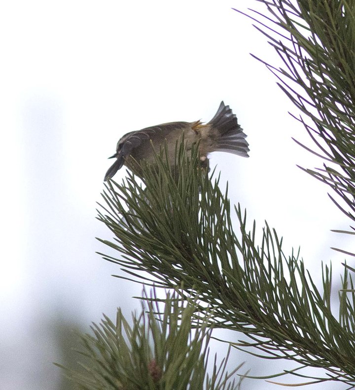 3 poeng Vår Fuglefauna 4-2021