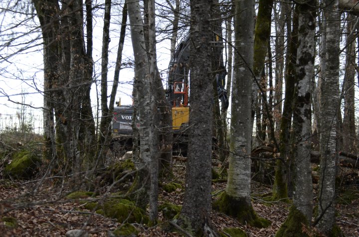 Borgeskogen Borgeskogen
