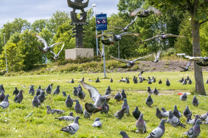 Byduer på Tveita i Oslo