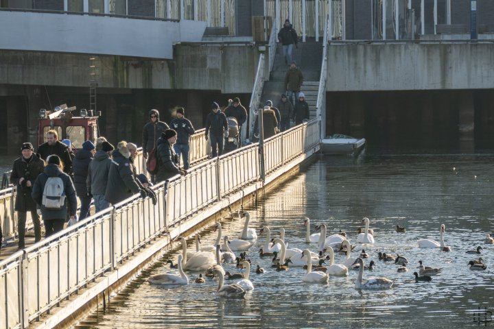 Vannfugler ved Bjørvika i Oslo Vannfugler ved Bjørvika i Oslo